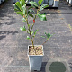 Ilex aquifolium 60-80 cm P15