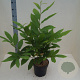 Castanea sativa 60-80 cm 6L meerstammig