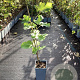 Ficus car. 'Brown Turkey' GM C1.5