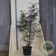 Sambucus nigra Black Lace 150-175 cm 20L meerstammig