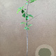 Prunus avium 50-60 cm C1.5