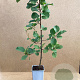 Alnus glutinosa 60-80 cm P15