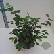 Alnus glutinosa 60-80 cm 6L meerstammig