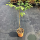 Decaisnea fargesii GM C3