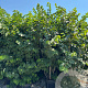 Cercis siliquastrum 175-200 cm 40L meerstammig