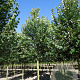 Tilia tomentosa 'Brabant' 20-25 HO draadkluit