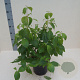 Cornus kousa chinensis 60-80 cm 6L meerstammig