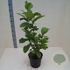 Magnolia kobus 60-80 cm 6L meerstammig