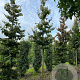 Parrotia persica 'Vanessa' 14-16 HO draadkluit