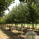 Acer campestre 'Elsrijk' 18-20 HO draadkluit