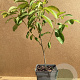 Diospyros lotus 40-60 cm 3,0L