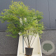 Styphnolobium japonicum 200-250 cm cont. 55L meerstammig