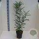 Styphnolobium japonicum 80-100 cm 6L meerstammig