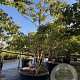 Heptacodium miconioides 175-200 cm cont. 110L
