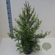 Taxodium distichum 60-80 cm 6L meerstammig