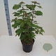 Acer pseudoplatanus 60-80 cm 6L meerstammig