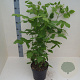 Acer negundo 60-80 cm 6L meerstammig