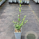 Ligustrum vulgare GM C1.5