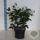 Viburnum opulus 'Roseum' 60-80 cm 10L