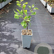 Prunus d. 'Victoria' GM C1.5