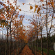 Prunus ser. 'Sunset Boulevard' 14-16 HO draadkluit