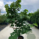 Cercis chinensis 'Avondale' 100-125 cm 20L
