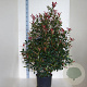 Photinia fraseri Carré Rouge 125-150 cm 20L