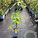 Ficus car. Little Miss Figgy 50-60 cm C1.5