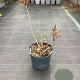Sambucus nigra Black Beauty GM C3
