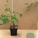 Rubus frut. 'Thornless Evergreen' 60-80 cm 3,0L