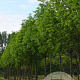 Acer plat. 'Columnare' 16-18 HO draadkluit