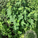 Ribes rub. 'Werdavia' 60-80 cm wortelgoed 3-4 tak