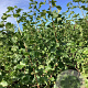 Ribes nigr. 'Titania' 125-150 cm wortelgoed