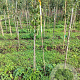 Pyrus c. 'Clapp's Favourite' 125-150 cm wortelgoed