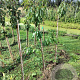 Pyrus c. 'Clapp's Favourite' 150-175 cm wortelgoed