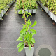 Actinidia a. 'Issai' 50-60 cm C1.5