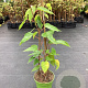 Actinidia a. 'Super Jumbo' GM C3