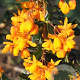 Berberis lol. 'Apricot Queen' 100-125 cm 20L