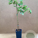 Rubus idaeus 'Aroma Queen' GM 2,0L