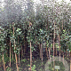 Malus d. 'Gloster' 200-250 cm wortelgoed