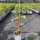 Rubus frut. 'Chester Thornless' 30-40 cm P15