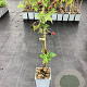 Rubus frut. 'Navaho' 50-60 cm C1.5
