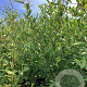 Elaeagnus umbell. 'Sweet 'n' Tart' 80-100 cm wortelgoed
