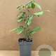Asimina triloba 'Prima 1216' 60-80 cm 5,0L