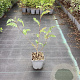 Sorbopyrus 'Rubinovaja' 40-50 cm 3,0L