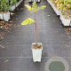 Sorbopyrus 'Rubinovaja' GM C1.5