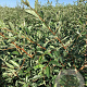 Elaeagnus umbell. 'Garnet' 80-100 cm wortelgoed