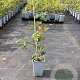 Rubus frut. 'Oregon Thornless' GM C1.5