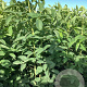 Staphylea pinnata 60-80 cm wortelgoed