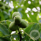 Juglans r. 'Robert Livermore' 150-200 cm 10L